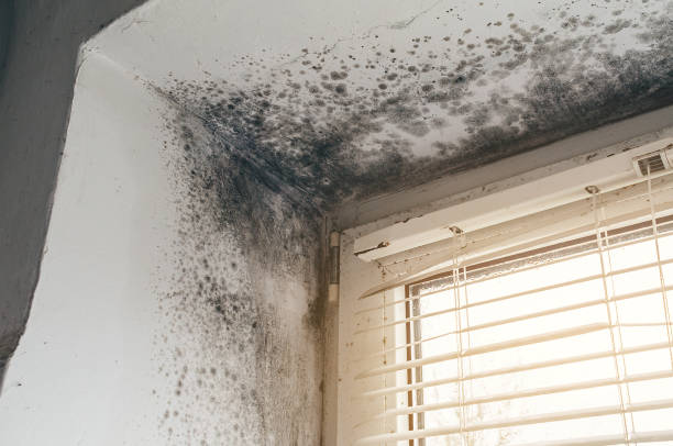 Affordable Hvac And Air Duct Mold Remediation solutions in Saugatuck, MI
